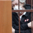 Ефремов сел пьяным за руль из-за друга, который попал в беду? - Gubdaily.Ru