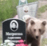 В Карелии медведь посетил кладбище в родительскую субботу - StolicaOnego.Ru