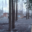 Скульптуры жирафов отреставрировали в семейном парке в Сегеже - ИА Республика