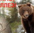 В Кондопожском районе запретили охотиться на кабанов и медведей - StolicaOnego.Ru