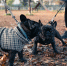 В России ввели штрафы до 30 тысяч за нарушение требований к содержанию домашних животных - StolicaOnego.Ru