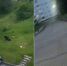 Медведь бегал по дворам города: жители боялись выйти из дома - Gubdaily.Ru