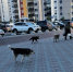 Животных запретят кормить рядом с домами - Gubdaily.Ru