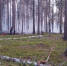 Комиссия по ликвидации пожаров - Петрозаводск говорит