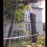клен - Петрозаводск говорит