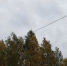 деревья осенью - Петрозаводск говорит
