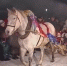 волшебник и лошадь - Петрозаводск говорит