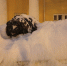 МЧС Карелии предупреждает о снегопадах - ГТРК Карелия