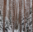 Местами до -30°С: прогноз погоды на 9 января - StolicaOnego.Ru