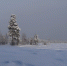 Зимний лес - Петрозаводск говорит