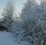 снег_зима_мороз - Петрозаводск говорит