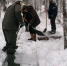 Тропу к самой большой ели Фенноскандии в Карелии почистили и запретили по ней ходить - StolicaOnego.Ru
