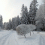 Зимний день - Петрозаводск говорит