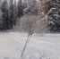 лыжи на фоне леса - Петрозаводск говорит