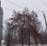 дерево на Зайцева - Петрозаводск говорит