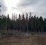 весна_осень_лес_небо_тучи_солнце - Петрозаводск говорит