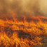Возгорания травы площадью 1550 м² потушили за день в Карелии - StolicaOnego.Ru